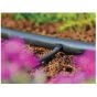 Straight Connector 4mm (10 Pack) by Hozelock - HOZ27780012