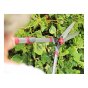 Telescopic Hedge Shears by Kent & Stowe - 70100421